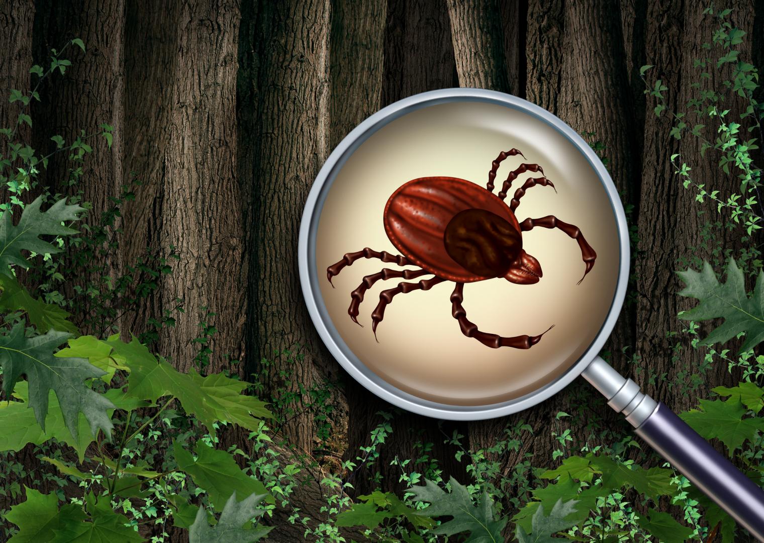 Ticks