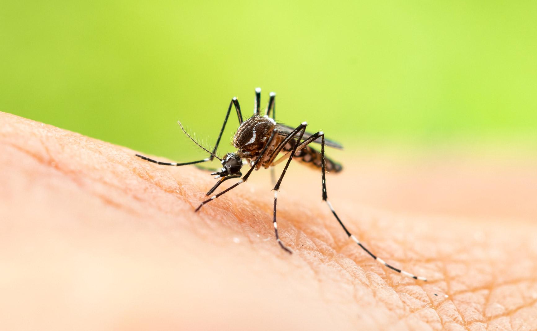 Mosquito