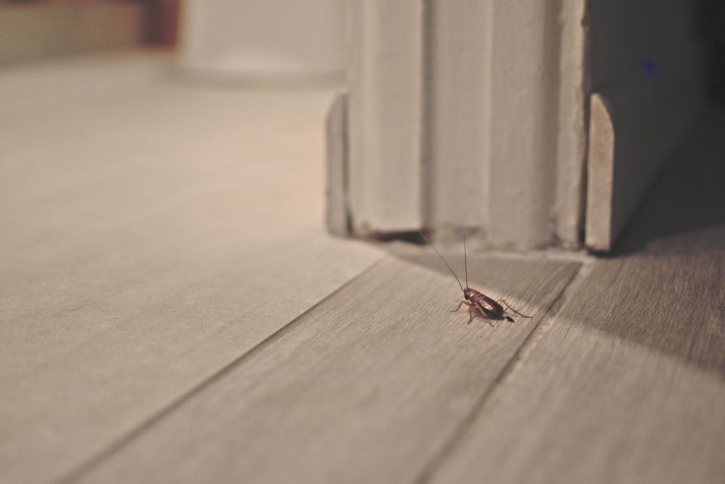 Cockroaches