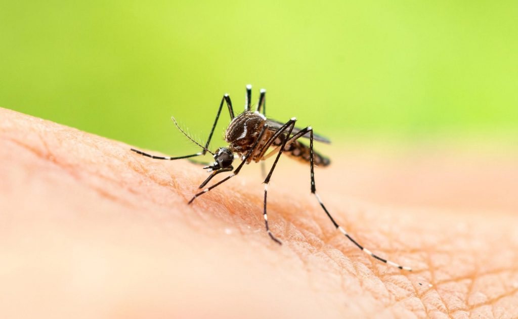 Mosquitos