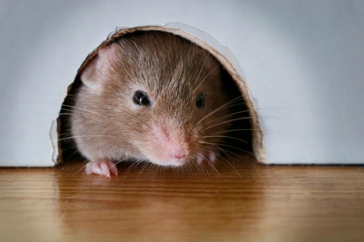 Rodent