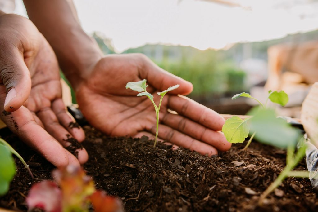 Community Garden